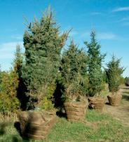TreeServices